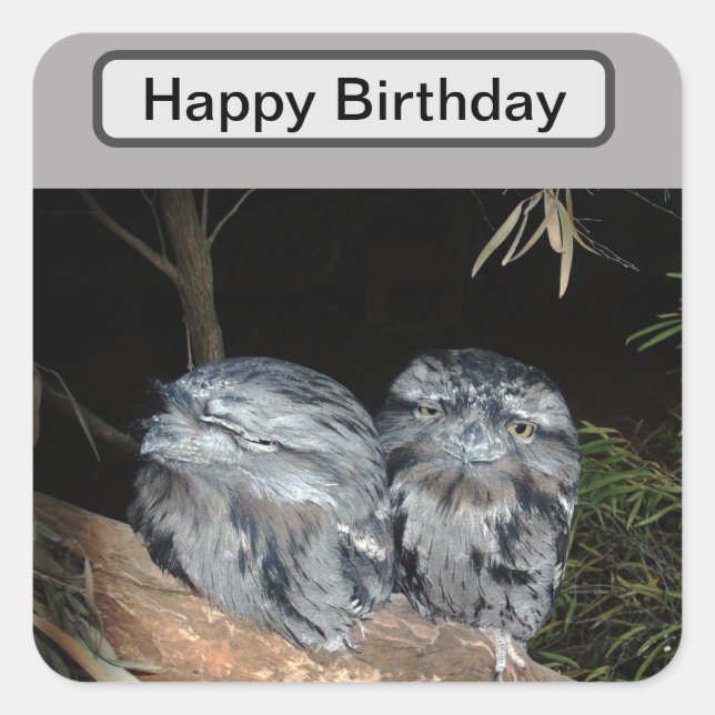 Sleepy Frogmouth Owls, Birthday Square Sticker (Front)