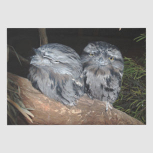 Sleepy Frogmouth Owls, Birthday Tissue Paper