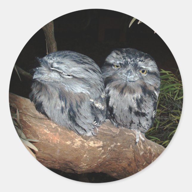 Sleepy Frogmouth Owls, Classic Round Sticker (Front)
