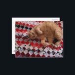 Sleepy Ginger Kitty on a red quilt Postcard<br><div class="desc">A  ginger kitty sleepy lies on a quilted blanket as photographed by Angelandspot in the year 2026</div>