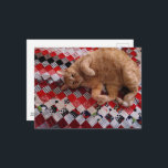 Sleepy Ginger Kitty on a red quilt Postcard<br><div class="desc">A  ginger kitty sleepy lies on a quilted blanket as photographed by Angelandspot in the year 2026</div>