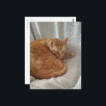 Sleepy Ginger Kitty Postcard<br><div class="desc">A  ginger kitty sleeps on a blanket in a chair photographed by Angelandspot in the year 2026</div>