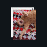 Sleepy Ginger Kitty with a big Yawn Postcard<br><div class="desc">A  ginger kitty sleepy with a big yawn lies on a blanket as photographed by Angelandspot in the year 2026</div>