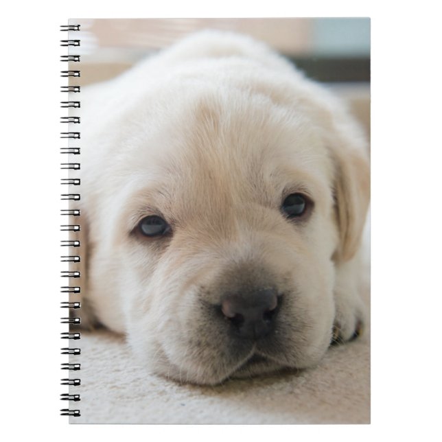 Sleepy Golden Labrador Puppy Notebook (Front)