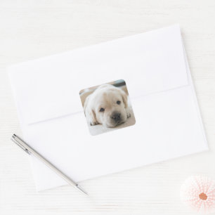 Sleepy Golden Labrador Puppy Square Sticker