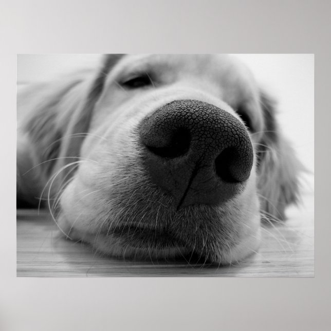 Sleepy Golden Poster (Front)