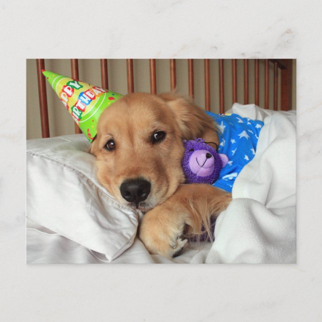 Sleepy Golden Retriever in Pyjamas Birthday Postcard (Front)
