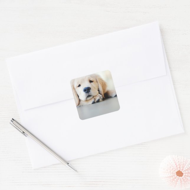 Sleepy Golden Retriever Puppy Square Sticker (Envelope)