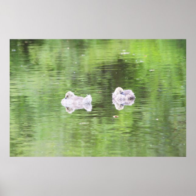 Sleepy Goslings Poster (Front)