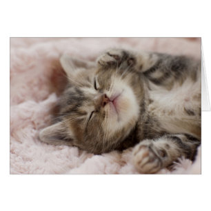 Sleepy Kitten