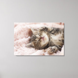 Sleepy Kitten Canvas Print