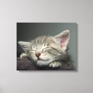 Sleepy Kitten Canvas Print