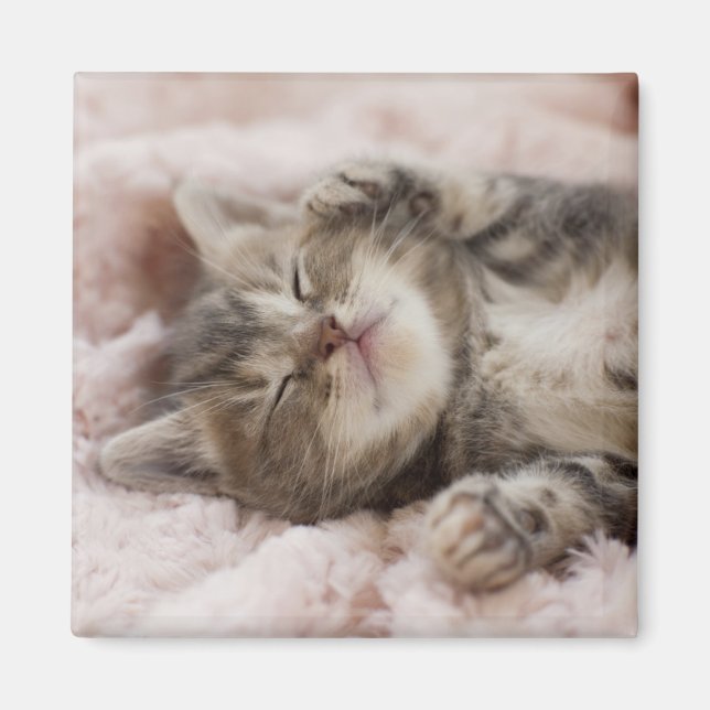 Sleepy Kitten Magnet (Front)
