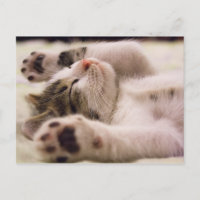 Sleepy Kitten | Paws Stretched Out