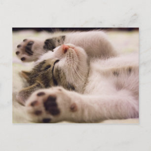 Sleepy Kitten Paws Stretched Out Postcard