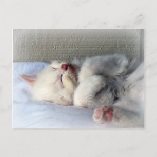 Sleepy Kitten Postcard