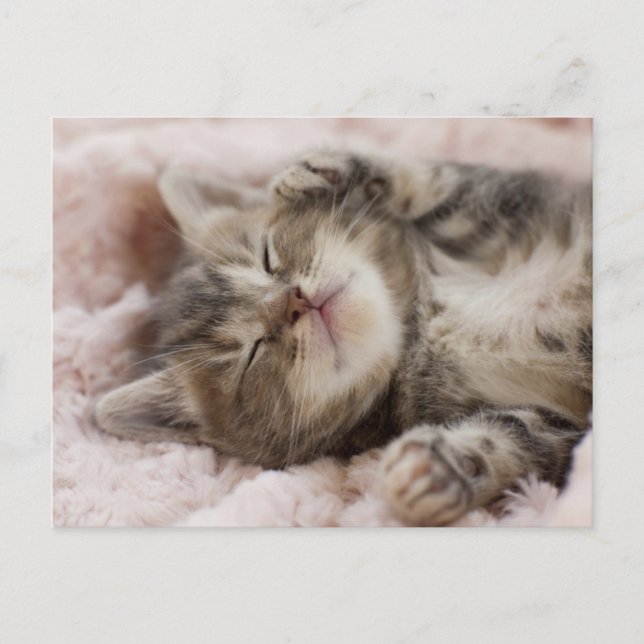 Sleepy Kitten Postcard (Front)