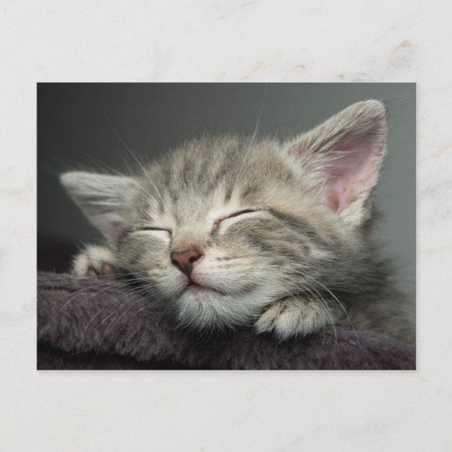 Sleepy Kitten Postcard (Front)