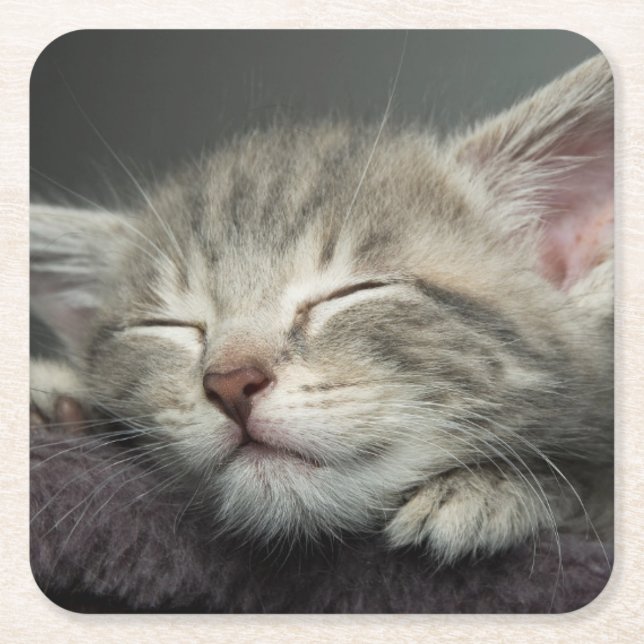 Sleepy Kitten Square Paper Coaster (Front)