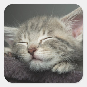 Sleepy Kitten Square Sticker