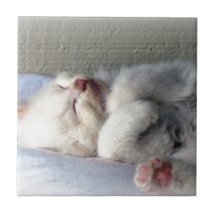 Sleepy Kitten Tile