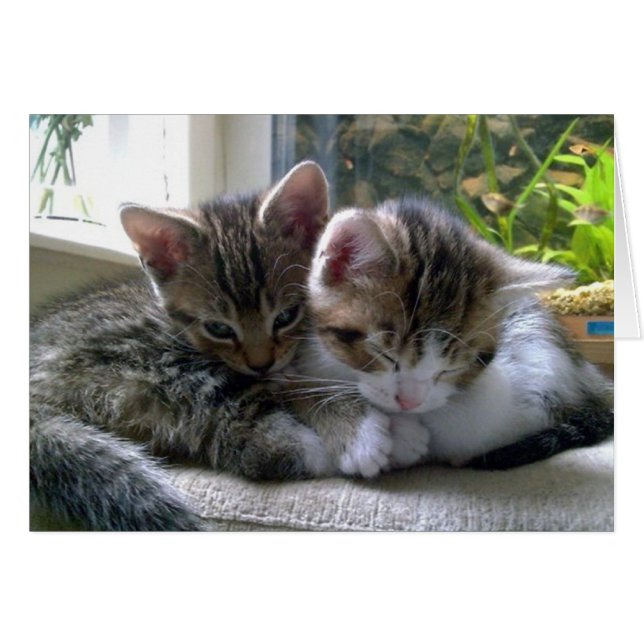 Sleepy Kittens (Front Horizontal)