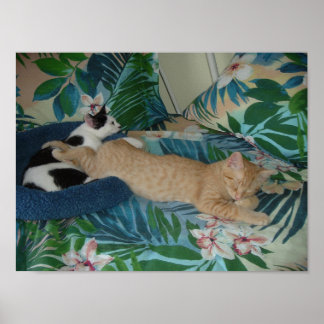 Sleepy Kitties/Orange Tabby Cat Poster