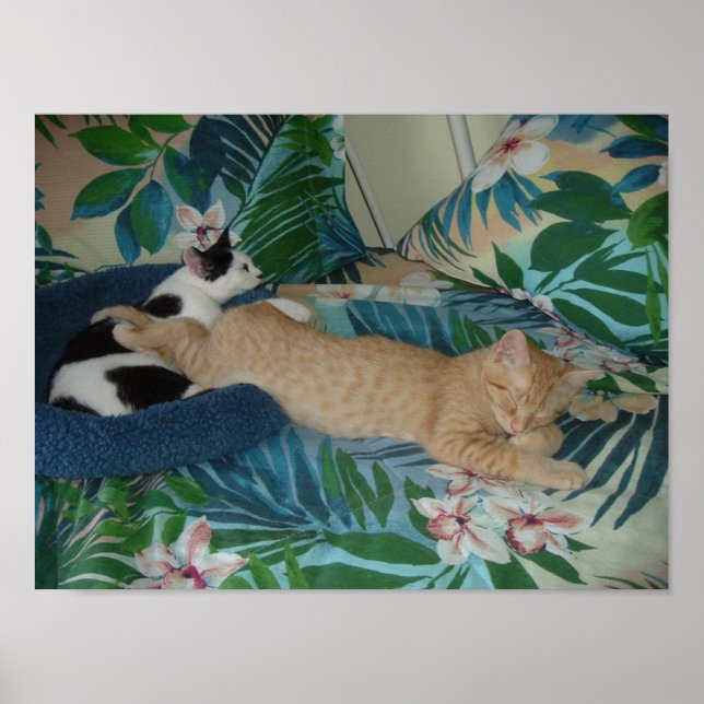 Sleepy Kitties/Orange Tabby Cat Poster (Front)