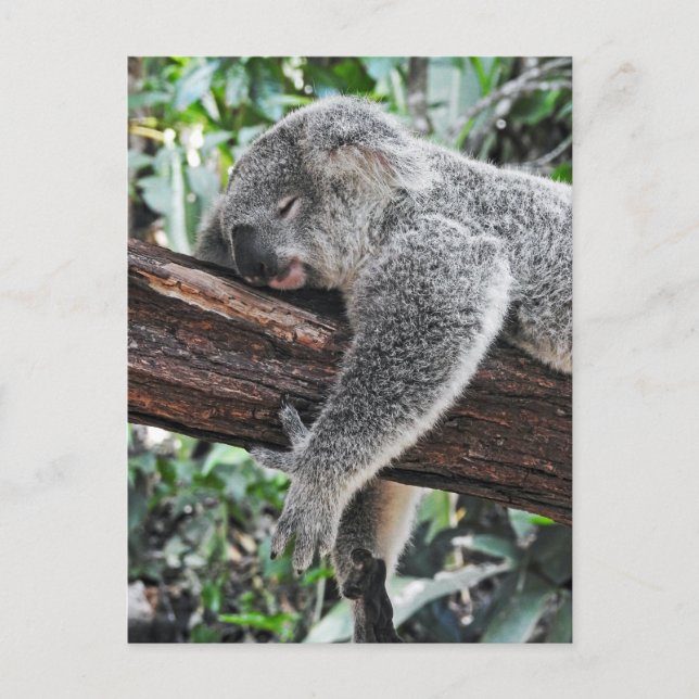 Sleepy Koala Postcard (Front)