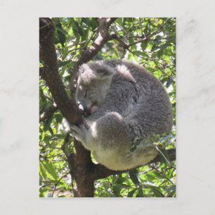 sleepy koala postcard