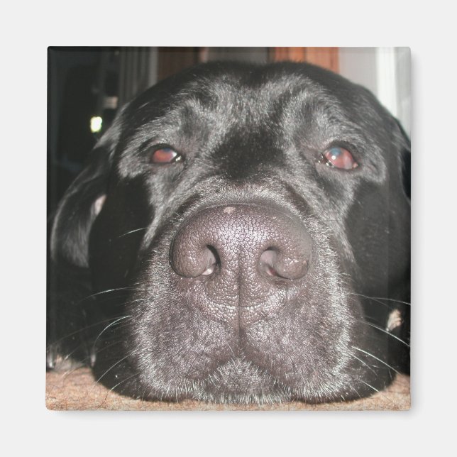 Sleepy Lab Magnet (Front)