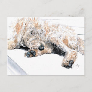Sleepy Labradoodle Postcards