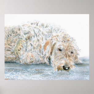 Sleepy Labradoodle Print