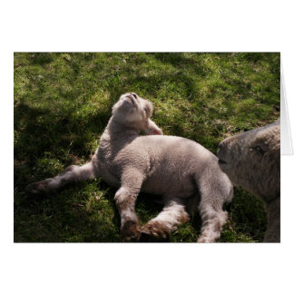 Sleepy Lamb