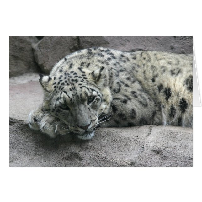 Sleepy Leopard (Front Horizontal)