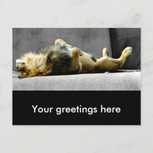 Sleepy Lion Postcard