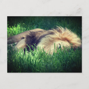 Sleepy Lion Postcard