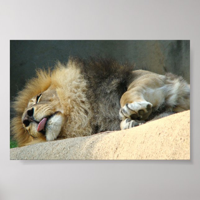 Sleepy lion sticking out the tongue 6X4" Poster (Front)