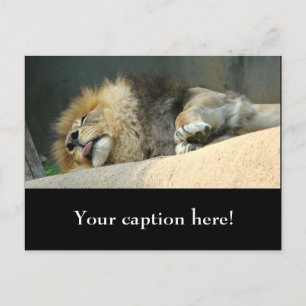 Sleepy lion sticking out the tongue postcard