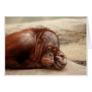 Sleepy Monkey