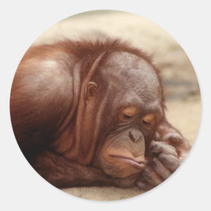 Sleepy Monkey sticker