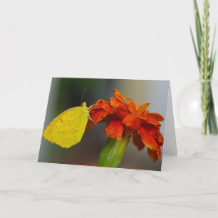 Sleepy Orange Card
