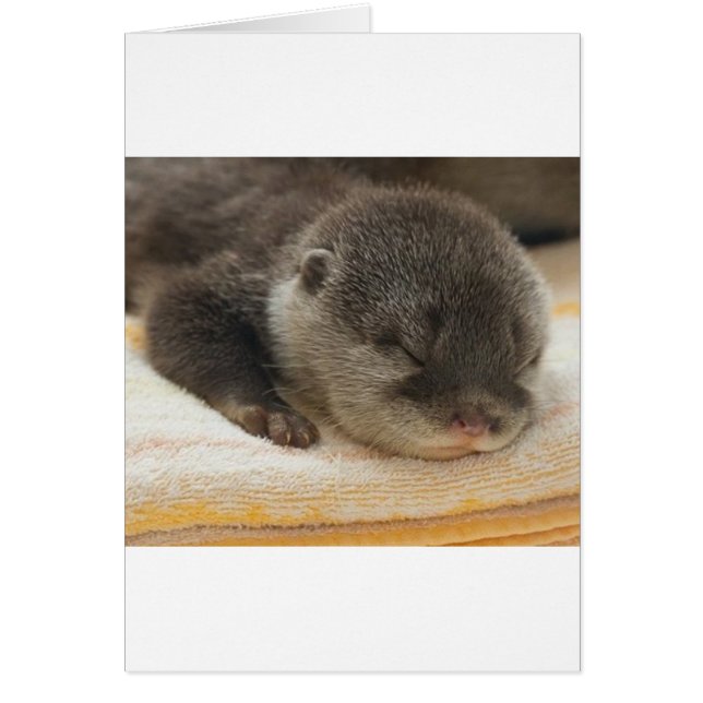 Sleepy Otter (Front)