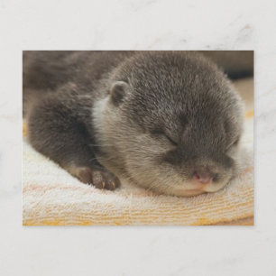 Sleepy Otter Postcard