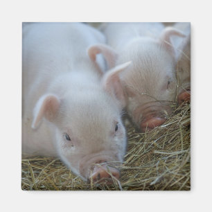 Sleepy Piglets Magnet