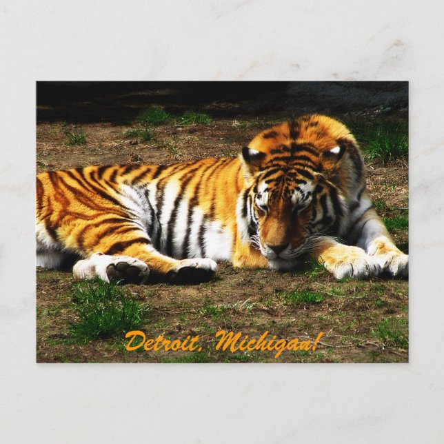 Sleepy Postcard (Front)