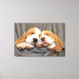 Sleepy Puppies Canvas Print