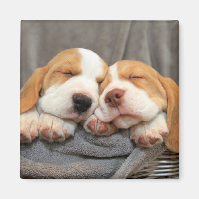 Sleepy Puppies Magnet (Front)