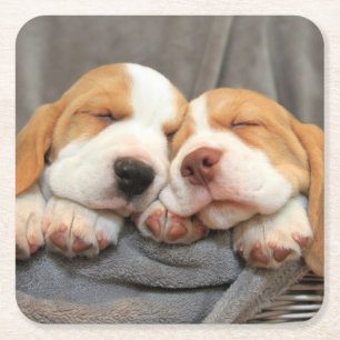 Sleepy Puppies Square Paper Coaster