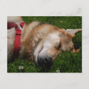 Sleepy Puppy Beauty Postcard